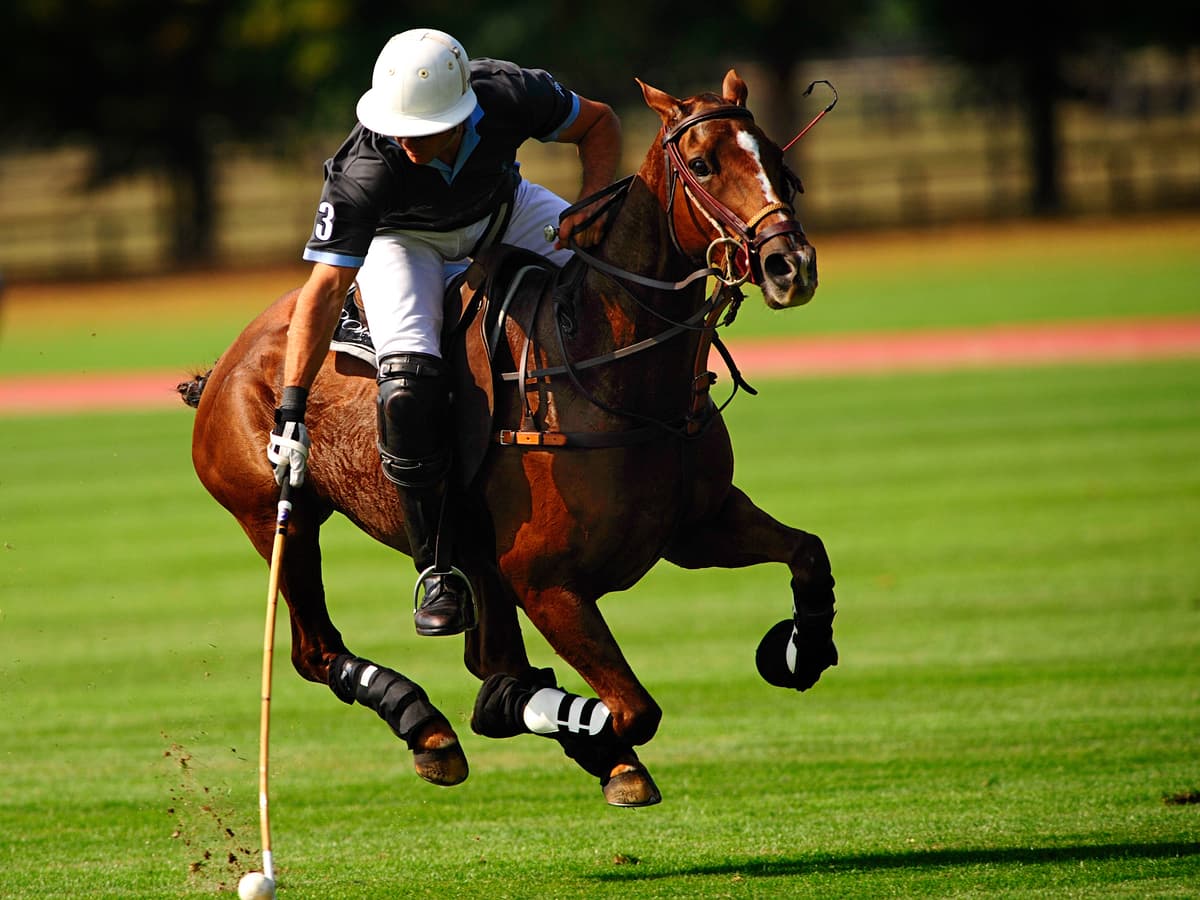 Polo Fields